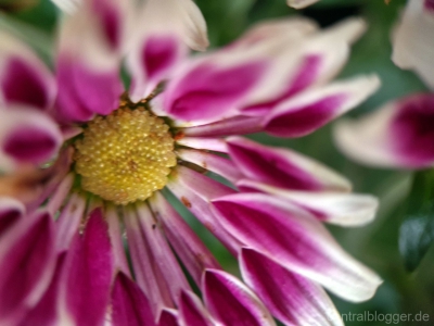 Blumen-I Blumen-I