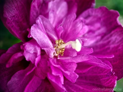 Blumen-II Blumen-II