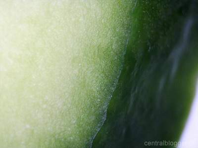 Frisches Stück Grüne Gurke