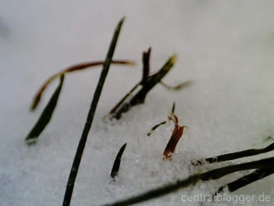Grashalme unter Schnee