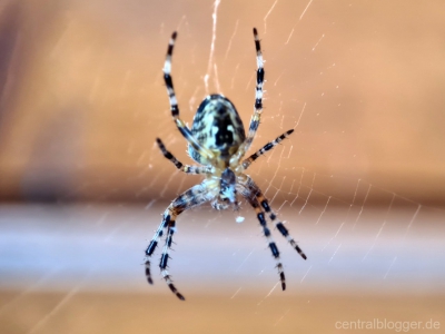 Kleine-Kreuzspinne Kleine-Kreuzspinne
