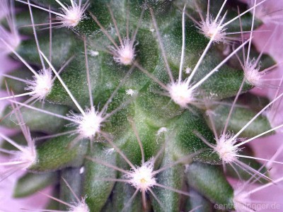 Mini-Kaktus Mini-Kaktus