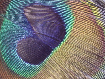 Pfauenfeder Pfauenfeder