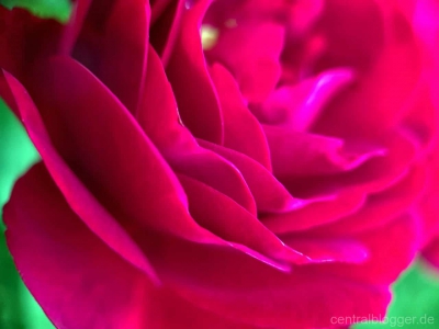 Rosenblueten Rosenblueten
