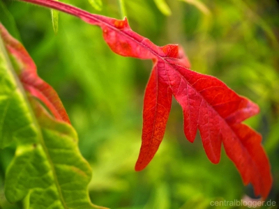 Rotes-Blatt-vom-Essigbaum Rotes-Blatt-vom-Essigbaum
