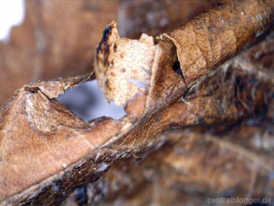 Vertrocknetes Blatt Vertrocknetes Blatt