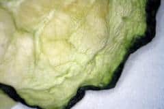 4 Tage alte Grüne Gurke