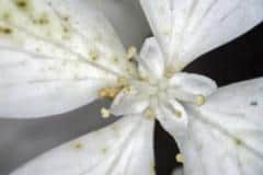 Bluete einer Rispenhortensie