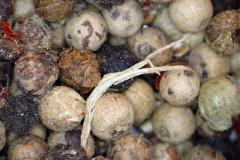 Bunte Pefferkörner Mix