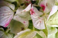 Freiland-Hortensienblueten