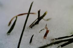 Grashalme unter Schnee