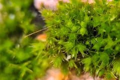 Moos-zwischen-Terassensteinen