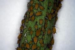 Spinnenmilben-auf-Orleander