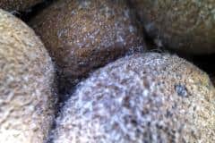 Blumentopf Tonkugeln